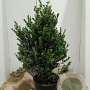 Ilex crenata Dark Green 80-100 cm 15L najaarspotting