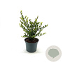 Ilex crenata 'Green Hedge' 20-25 cm 2,0L