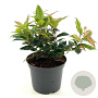 Leucothoe Lovita 25-30 cm 2,0L