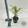 Mahonia eurybracteata Sweet Winter 30-40 cm 2,0L
