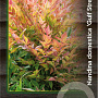 Nandina d. 'Gulf Stream' 25-30 cm 2,0L