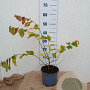 Parrotia persica 30-40 cm 3,0L