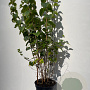 Philadelphus 'Virginal' 100-125 cm 7,5L solitair