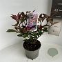 Photinia fraseri Carré Rouge 20-30 cm 2,0L