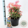 Pieris 'Flaming Silver' 25-35 cm 5,0L