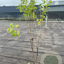 Rhamnus cathartica 100-125 cm 5,0L