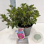 Rhododendron (AJ) Geisha Purple 20-25 cm 3,0L