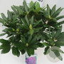 Rhododendron 'Marcel Menard' 50-60 cm 10L