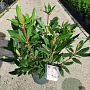 Rhododendron pont. 'Roseum' 40-50 cm 5,0L