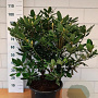 Rhododendron pont. 'Roseum' 70-80 cm 20L