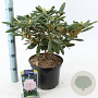 Rhododendron (Y) 'Schneewolke' 25-30 cm 5,0L