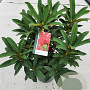 Rhododendron 'Wilgen's Ruby' 30-40 cm 5,0L