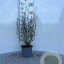 Salix purpurea 'Nana' 30-40 cm C1.3