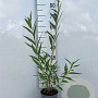 Salix vitellina 60-80 cm 2,0L