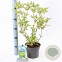 Sambucus nigra Gold Spark 30-40 cm 2,0L