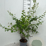 Symphoricarpos d. 'Mother of Pearl' 60-80 cm 5,0L