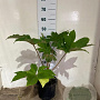 Tetrapanax papyrifer 'Rex' 30-40 cm 5,0L