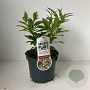 Viburnum hillieri 'Winton' 25-30 cm 3,0L