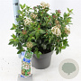 Viburnum tinus 30-40 cm 5,0L