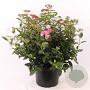 Viburnum tinus 30-40 cm 5,0L