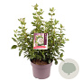 Viburnum tinus 30-40 cm 5,0L