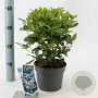 Viburnum tin. Spirit 25-30 cm 2,0L