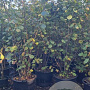 Corylus 'Webb's Prize Cob' 200-250 cm cont. 80L solitair