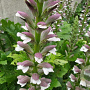 Acanthus mollis GM 2,0L
