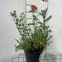 Achillea m. 'Paprika' GM 2,0L