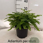Adiantum pedatum 'Imbricatum' 20-25 cm 2,0L