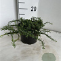 Aster ericoides 'Snowflurry' GM 2,0L
