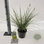 Carex brunnea 'Aureomarginata' 25-30 cm 2,0L