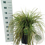 Carex Feather Falls 30-40 cm 12L