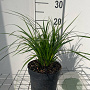 Carex morrowii GM 2,0L