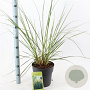 Cortaderia s. 'Pumila' 50-60 cm 6,5L