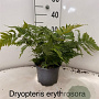 Dryopteris erythrosora 20-25 cm 2,0L