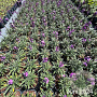 Erysimum 'Bowles' Mauve' GM 2,0L