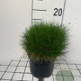 Festuca gautieri GM 2,0L