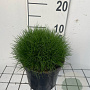 Festuca gautieri 'Pic Carlit' GM 2,0L