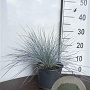 Festuca glauca 'Elijah Blue' GM 2,0L