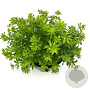 Galium odoratum GM 2,0L