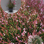 Gaura l. 'Siskiyou Pink' GM 2,0L