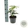 Helleborus orientalis GM 2,0L