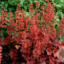Heuchera 'Cherry Cola' GM 2,0L