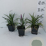 Liriope muscari 'Ingwersen' GM P9