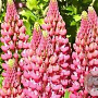Lupinus 'Gallery Pink' GM 2,0L