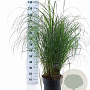 Miscanthus sin. 'Adagio' 70-90 cm 12L