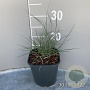 Miscanthus sin. 'Adagio' GM 2,0L