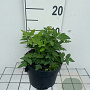 Osmunda regalis GM 2,0L