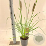 Pennisetum al. 'Black Beauty' 25-30 cm 2,0L